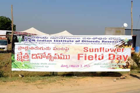 Sunflower field day