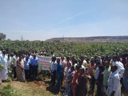 Castor field day in collaboration with KVK, Yagantepalle at Yagantepalle, Nandyal Dist, Andhra Pradesh on 13/03/2023