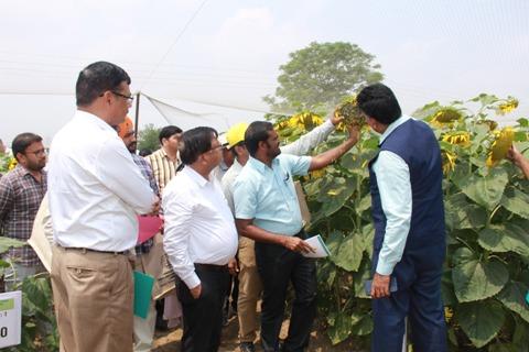 Sunflower field day at PAU, Ludhiana 