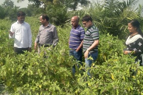 Interaction with sunflower farmers